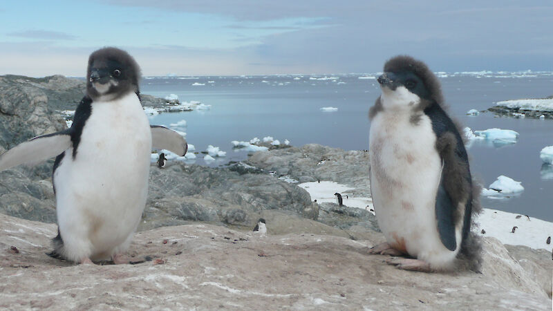 Two young Adelie penguins losing their baby fluff