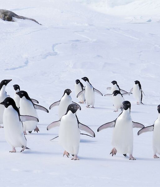A group of Adelie penguins running towards the camera