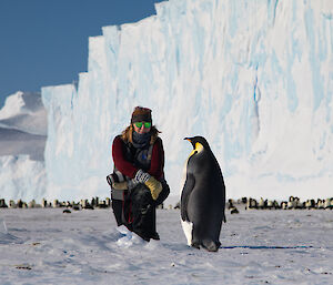 Expeditioner kneels down and looks to camera as approached by solo emperor penguin, in the distance the main colony at the base of a large ice berg