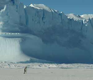 Emperor penguin walks across the sea ice dwarfed by a large blue ice berg