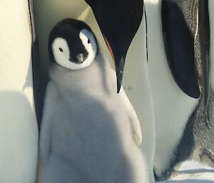 A gorgeous penguin chick leans into the front of parent penguin