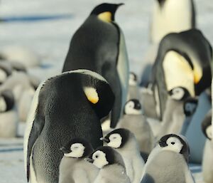 Group of emperor penguin chicks doze in the sunlight