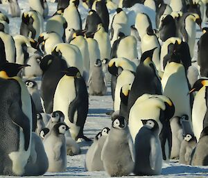 A mass of emperor penguins both adults and chicks