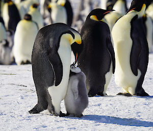 An emperor penguin feeding a chick stand on the snow in front of a group of penguins