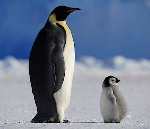 An emperor penguin stands with a fluffy and chubby chick