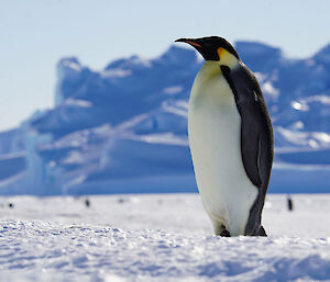 A lone emperor penguin stands tall on the sea ice