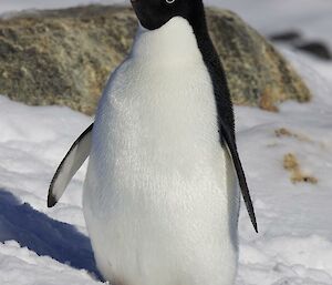 A close up of an Adélie penguin with snow and a rock in the background