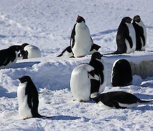 A group of Adélies stand and lie on the snow