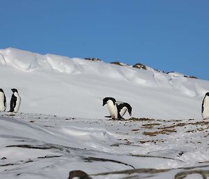 group of Adelie's on the snow