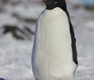 A close up of an Adélie penguin with blurred background