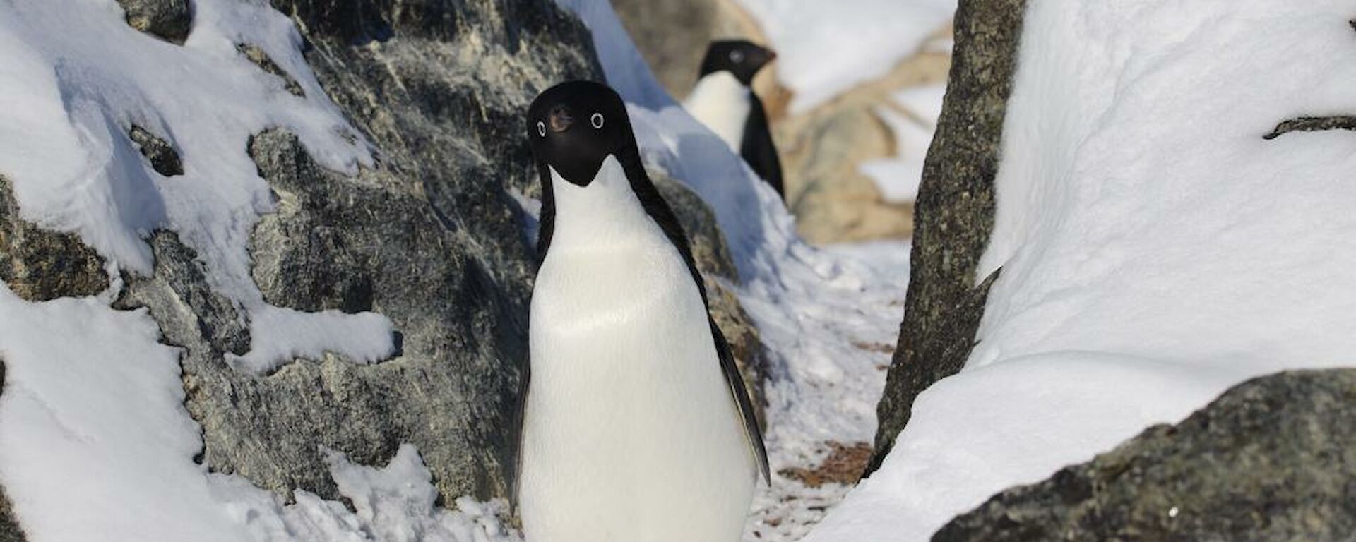 Adélie penguin waddling between some rocks and snow