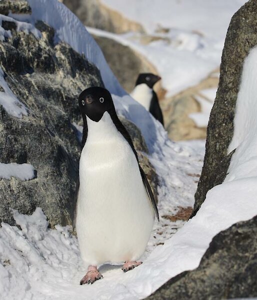 Adélie penguin waddling between some rocks and snow