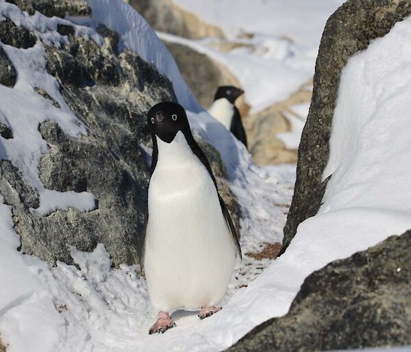 Adélie penguin waddling between some rocks and snow