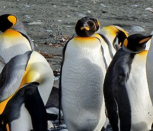 A group of penguins with yellow beaks and highlights stand on the grey sand