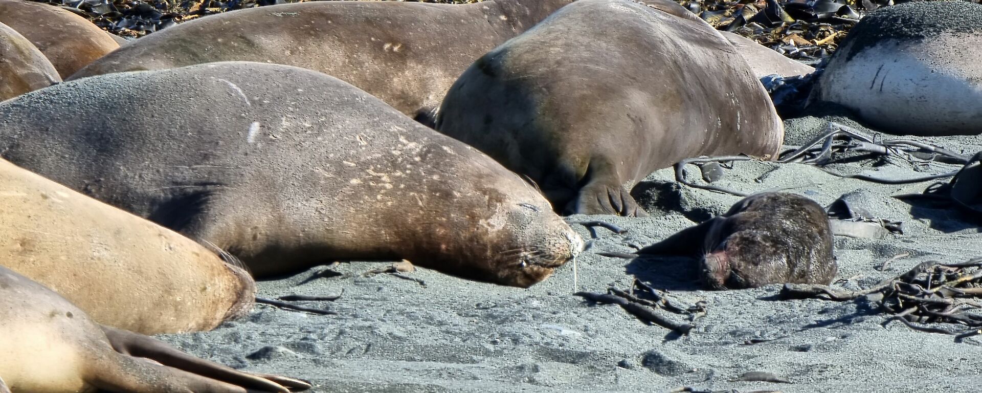 A group of elephant seals lie on the black sand of the shore in the sun