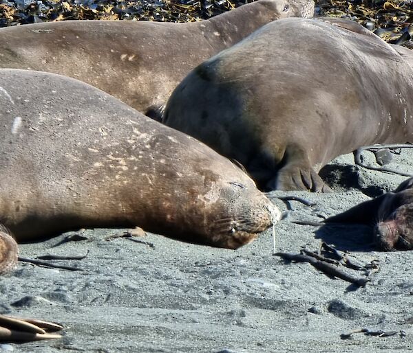 A group of elephant seals lie on the black sand of the shore in the sun