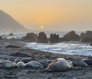 A number of seals lie on the grey beach with the sun setting in the background
