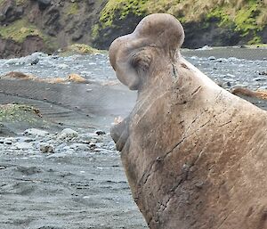 A large elephant bellowing on the foreshore