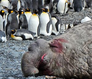 A large seal lies in front of a group of penguins on a grey rocky beach