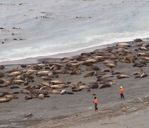 Two people in hi vis walking past dozens of seals lying on a beach