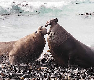 Two elephant seals fighting