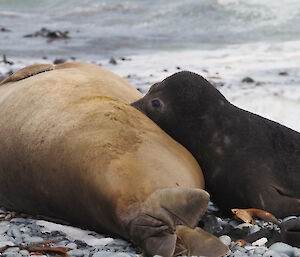 An elephant seal with a younger pup