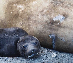 An elephant seal pup that has been drinking milk from its mother