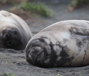 Sleeping juvenile elephant seals