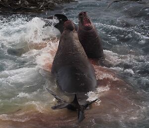 Two elephant seals fighting in the water surrounded by blood