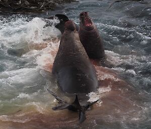 Two elephant seals fighting in the water surrounded by blood
