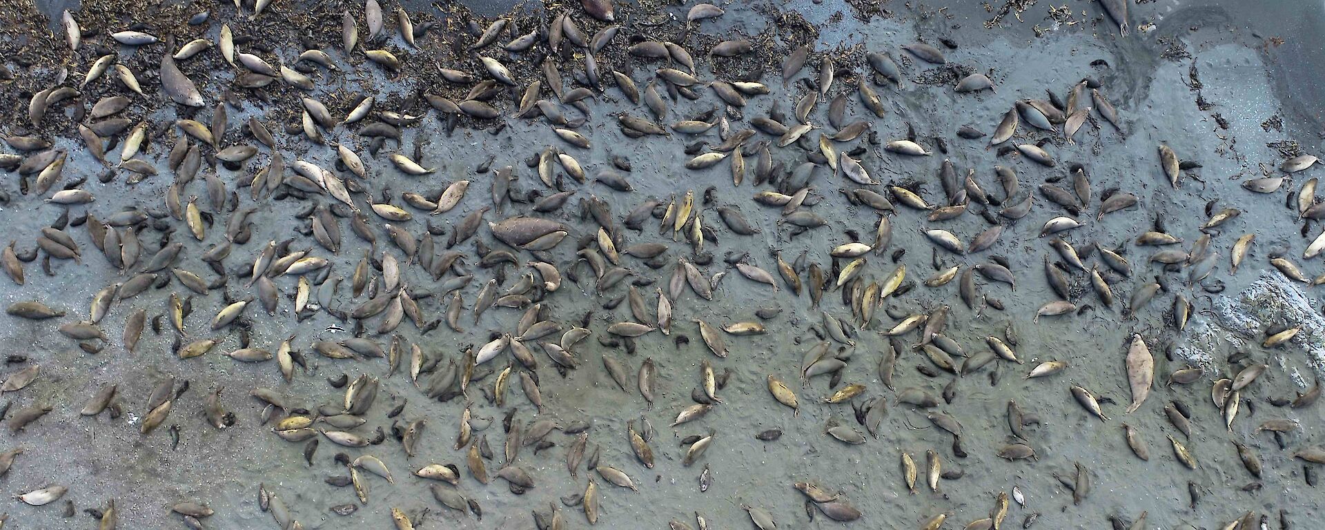 A drone shot of elephant seals on a beach