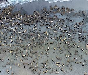 A drone shot of elephant seals on a beach