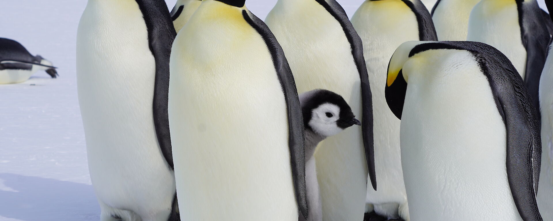 Group of adult emperor penguins surround one small chick poking its head out into picture