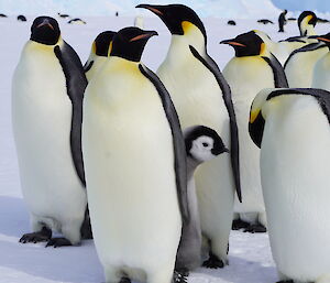 Group of adult emperor penguins surround one small chick poking its head out into picture