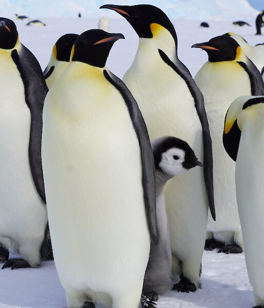 Group of adult emperor penguins surround one small chick poking its head out into picture
