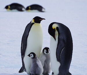 Two adult emperor penguins with two chicks in a close grouping