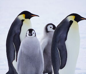 One large check, about 2/3 size of adult, stands between two adult emperor penguins