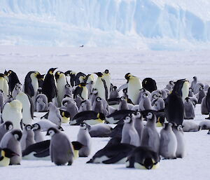 Photo of the emperor colony from a distance showing number of chicks outnumbering adults, with icebergs behind in distance