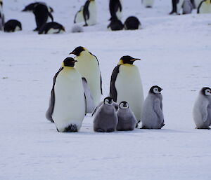 Little group of emperor penguin chicks amongst adults