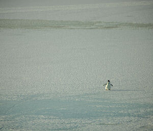Adélie penguin walking across the sea-ice, dwarfed by the expanse of white