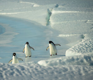 Group of three Adélie penguins walking toward the camera, crossing the cracked sea-ice raised into ridges by the tidal movement
