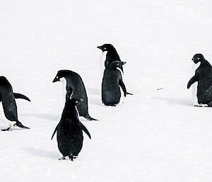 A group of 6 Adélie penguins arrive at base of island on snow covered ground