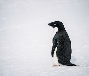 Side view of Adelie penguin standing on snow covered ground