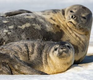 Close up of Weddell seal pup lying against stomach of adult seal, both looking toward camera