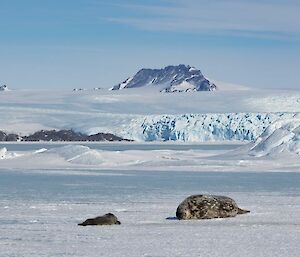 Weddell seal and pup lying over sea-ice in the distance ice cliffs leading to ice plateau with rocky mountain range in background