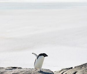 Adélie pengiun walks with purpose across rocky ridge, sea-ice extends off to the horizon in the background