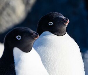 Two Adélie penguins stand side by side and look into the distance