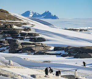 Small gathering of adelie penguins in foreground and in the distance the ice plateau and rocky mountain range on horizen