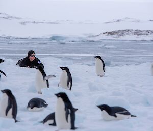 A young man in black polarfleece clothing is lying prone on a stretch of sea ice. He has propped himself up on his elbows to watch the antics of a group of Adélie penguins some metres away