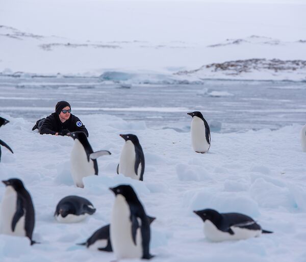 A young man in black polarfleece clothing is lying prone on a stretch of sea ice. He has propped himself up on his elbows to watch the antics of a group of Adélie penguins some metres away